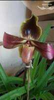 paphiopedilum hirsutissimun
รองเท้านารีเหลืองเลย