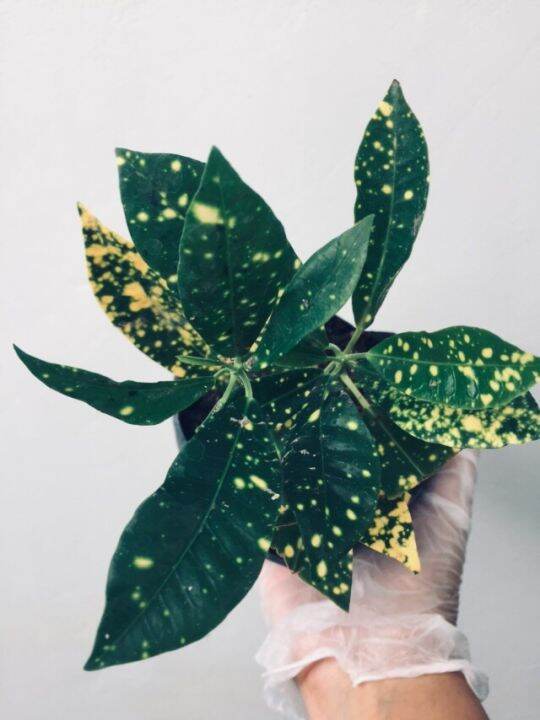 Croton Plant/San Francisco Lazada PH