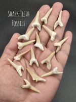 หินฟอสซิล Shark ของเเท้ ธรรมชาติ สำหรับนักสะสม หรือไว้ใช้เพื่อการศึกษา? Tiger Sand Shark teeth Fossils ?? ฟอสซิล แท้