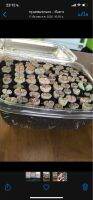 ไลทอปมินิ 3 ต้น 69 บาทสีพาสเทลหวานๆ ขนาด 0.5-0.9 cm. Lithops mini pastel