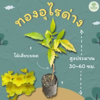 ต้นพันธุ์ทองอุไรด่าง สูง 30~60 ซม. ทองอุไร