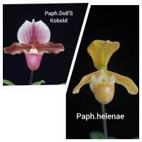 Paph.DollS Kobold × Paph.helenae