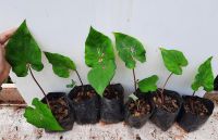 บอนสีฮงหลง 1️⃣+1️⃣ ฟรี ❤️ต้น เพียง 4️⃣4️⃣ บาท ขนาดต้นมินิ กำลังเริ่มกัดสี ❤️จัดส่งกระถาง4นิ้ว บอนสีต้นใหญ่คือต้นแม่ตอนโต