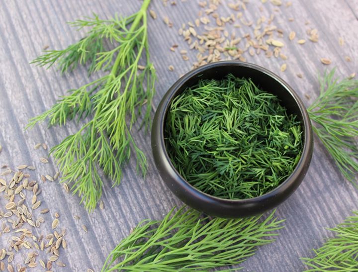 ผักชีลาว-เมล็ดพันธุ์ผักชีลาวแกงอ่อม-dill-seeds-ผักชี