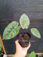 สบู่เลือด ว่านสบู่เลือด Alocasia Plumbea Nigra