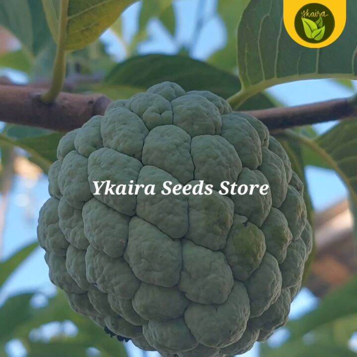 10 atis seeds for planting binhi pantanim fruit plant | Lazada PH