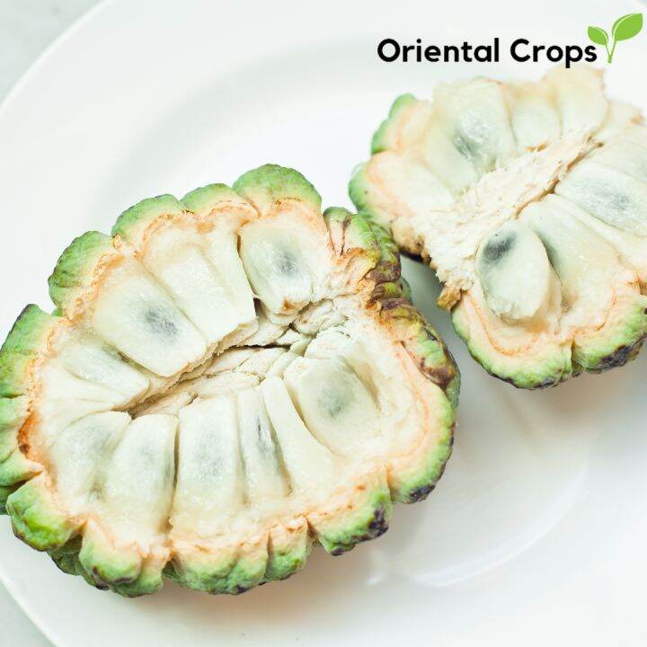 dahon ng atis sugar apple or seeds binhi for planting | Lazada PH