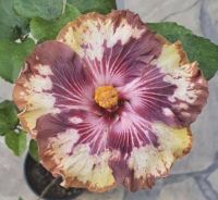 เมล็ดพันธุ์ชบาแคริบเบี้ยน เดลต้า เทรเชอร์(Delta Treasure Caribbean Hibiscus Seed)บรรจุ 10 เมล็ด ของแท้ คุณภาพดี ราคาถูก นำเข้าจากต่างประเทศ