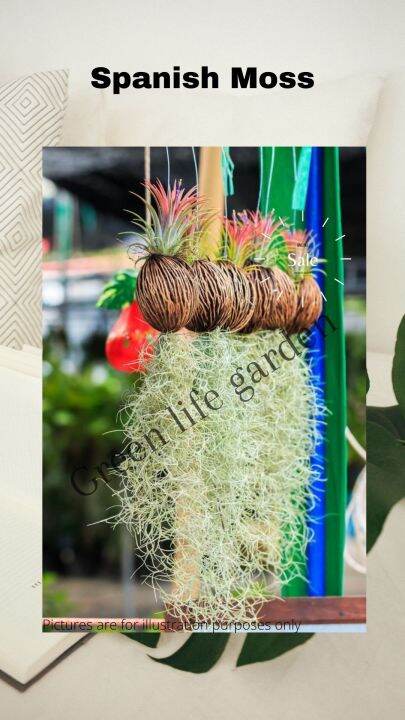 Tropical Mount Air Plant Spanish Moss Tillandsia Ionantha Pokok Janggut Real Live Plant 7660