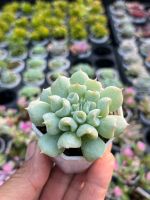 ECHEVERIA DERESINA TRUMPET  ไม้อวบนำ้ น่ารักๆ กระถาง 2 นิ้ว