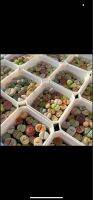 Lithops Colorful Mixed ไลทอป คละสี คละสายพันธุ์ ? กระถาง 6.5 cm. สีหวานๆ น่ารักมากครับ