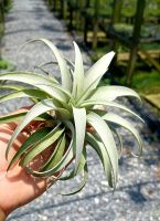 Tillandsia capitata silver rose