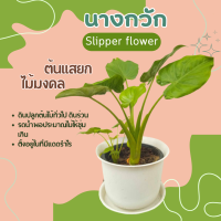 ต้นแสยก ต้นนางกวัก (Slipper flower) Devils backbone plant