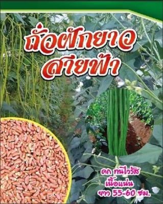 💥ถั่วฝักยาวสายฟ้า(1กก)💥ดก ไม่เหลือง ไม่เป็นไวรัส ถั่วกึ่งเนื้อ 1กก.