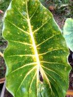 #บอนเพชรเจ็ดสี# ⚡Alocasia New Guinea Gold ⚡ขายต้นลูก แข็งแรง ทักดูต้นจริง