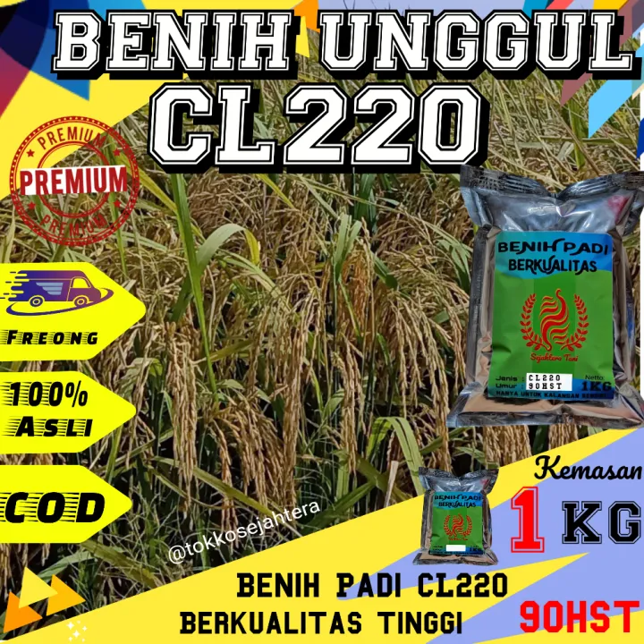 Benih Bibit Padi Unggul Cl220 Kemasan 1kg Lazada Indonesia