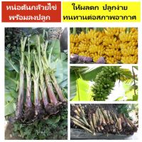 หน่อกล้วยไข่ ต้นกล้วยไข่ 10หน่อ 250บาท?กดเลย!!!!....พร้อมส่ง?