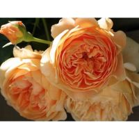 เมล็ดพันธุ์ กุหลาบ อับบราฮัม ดาร์บี้ (Abraham Darby Rose) บรรจุ 10 เมล็ด