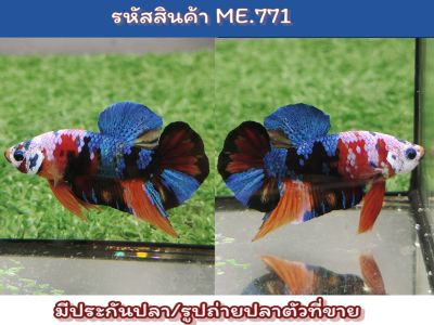 ปลากัดนีโม่เพศผู้ พ่อพันธ์สีสด เกรดAA. ขนาด 1.5-1.6 นิ้ว