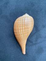 หอยทากช้อนเหลือง yellow spoon snail shell