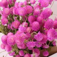 เมล็ดพันธุ์ บานไม่รู้โรย พิงค์ เลดี้ (Gomphrena Pink Lady) บรรจุ 30 เมล็ด