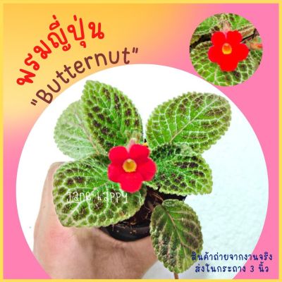 พรมญี่ปุ่น "บัตเตอร์นัต" (Butter Nut) ดอกสีแดง ใบสีเขียวน้ำตาลแดง  (กระถาง 3 นิ้ว)ลายใบสวยแปลก น่ารักมาก  ค่าส่งถูก