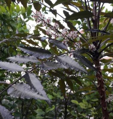 ต้นสะเดาดำ🌳🌱(เสียบยอด) สูง 70-80 cm. เป็นผักเครื่องเคียงกินกับน้ำพริก ต้นสมบูรณ์ พร้อมปลูก