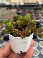 Sedum Rubrotinctum “Redberry” ไม้อวบนำ้ น่ารักๆ กระถาง 2.5 นิ้ว