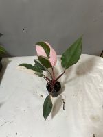 เจ้าหญิงสีชมพู philodendron pink princess แข็งแรงรากตรึมกระถาง3”ตรงปก