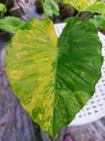 บอนหูช้างด่างเหลือง Alocasia gageana aurea variegated ด่างจัดๆ สวยขั้นเทพ เป็นไม้ตั้งแม่ สูงประมาณ 40-50 cms