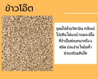 ข้าวโอ๊ต ข้าวโอ้ต โอ๊ด ข้าวโอ๊ตนก oat อาหารนก ทุกสายพันธุ์ สัตว์ปีก สัตว์ฟันแทะทุกชนิด แบ่งบรรจุ****?พร้อมส่ง?