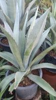 อากาเว่ อเมริกาน่า#อากาเว่ไตรกีน่า#อากาเว่สีฟ้า#Agave Americana ต้นใหญ่ ฟอร์มสวย