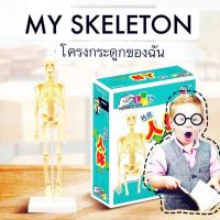 ของเล่น ขุดโมเดลโครงกระดูกของมนุษย์ ศึกษา My Skeleton ?