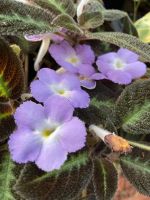 พรมญี่ปุ่น พรมกำมะยี่ Episcia Blue nile? พรมญี่ปุ่นดอกสีม่วง เลี้ยงง่าย