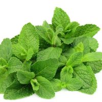 เมล็ดพันธุ์ เลม่อน บาล์ม มินต์  สาระแหน่ฝรั่ง (Lemon Balm Seed) บรรจุ 60 เมล็ด คุณภาพดี ราคาถูก ของแท้ 100%