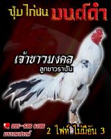 ไข่ไก่ชน คลิปพ่อพันธุ์เกรดVIP สายเลือดดี ไข่ไก่ชนก๋อยกัดทุบ เจ้าขาวมงคล