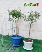 ซุ้มกุหลาบ/เหล็กค้ำทรีโรส/ความสูง70-90-100-110cm