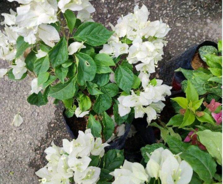 POKOK BUNGA KERTAS PUTIH | Lazada