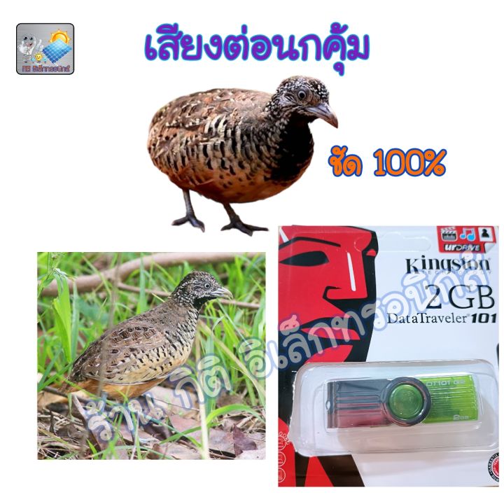 flash-drive-เสียงอืดนกคุ้ม-เสียงต่อนกคุ้ม-เสียงล่อนกคุ้ม