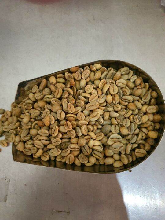 ETHIOPIA SIDAMO PREMIUM GREEN COFFEE BEANS 1KG (RAW) Lazada PH