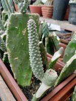 Tephrocactus ARticulatus var. Strobiliformis