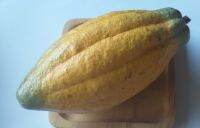 ผลโกโก้สด Cacao pods 2 กิโลกรัม