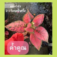 อโกลนีมา ต้นค้ำคูณ  ชมพูสดใส ไม้ใบหายากน่าสะสม ส่งพร้อมกระถาง6นิ้ว **แถมปุ๋ยอินทรีย์สูตรพิเศษ**