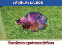 ปลากัดสองหาง(DT) สีหวานแคนดี้ เพศผู้ ขนาด1.5นิ้ว