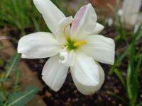 บัวดิน white rebbit