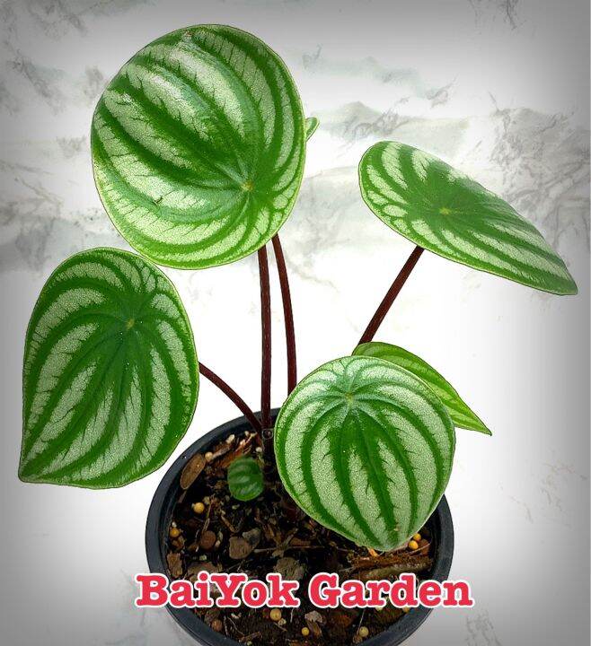 เปปเปอร์โรเมียลายแตงโม-watermelon-peperomia