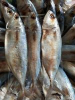 (อร่อยต้องลอง!!)ปลาทูหอมเนื้อแน่น!ๆขนาด1ตัวนึ้าหนัก150-200กรัมราคา49บาทรสชาติจะไม่เค็มมากสายแซบ!ไม่ควรพลาด