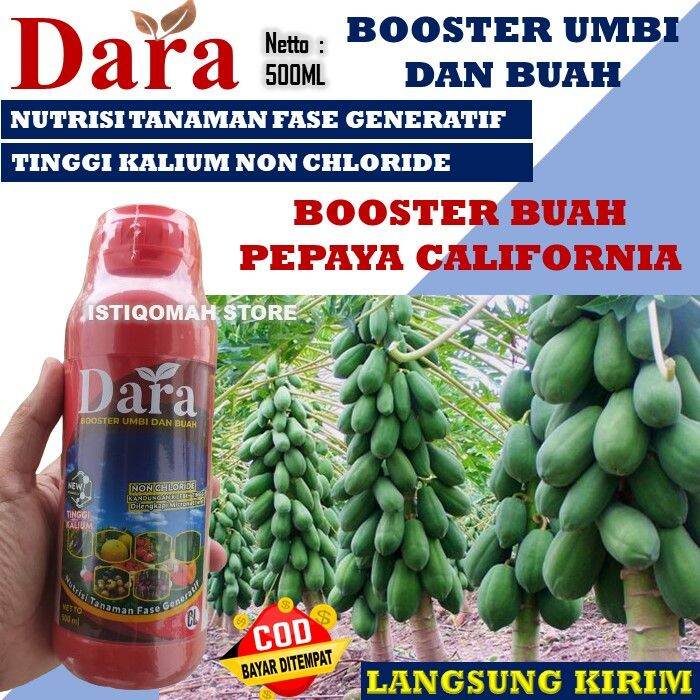 Booster Buah Pepaya California Super Lebat DARA isi 500ML Nutrisi