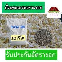 ถั่วแขกเพาะงอก 10 กิโล เกรด A รับประกันอัตรางอก