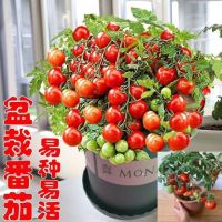 เมล็ดมะเขือเทศแคระRejina Tomatoพันธ์ุแท้นำเข้า200-300เมล็ด